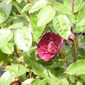 Ebb Tide Floribunda Rose (Rosa Ebb Tide) 4